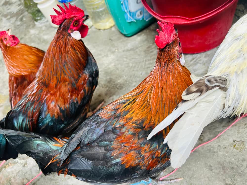 খাঁটি দেশি মুরগি ও হাঁস