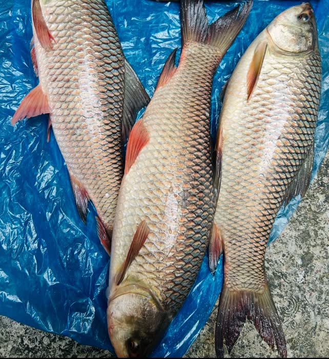 অথেনটিক চাষের মাছ